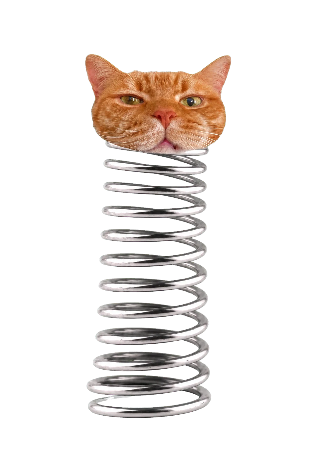 Slinky Cat